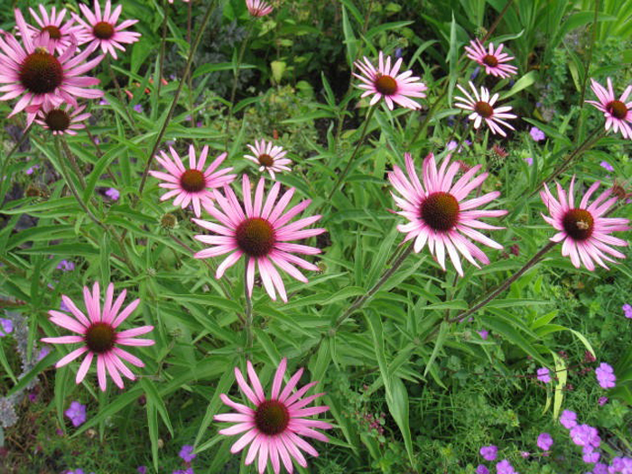 Echinacea-tennesseenis-Rocky-Top-hybrid-700 | Hyland Garden Design