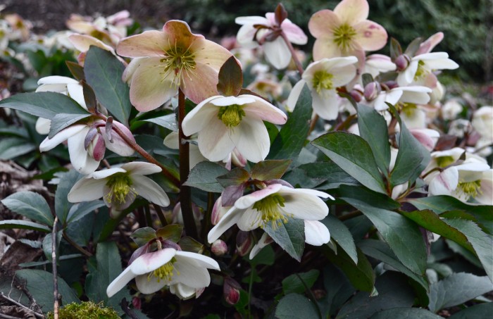 Helleborus hybrid Harborton Hyland Garden Design