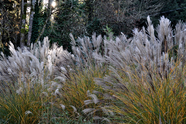 HARB-Miscanthus Morning Light