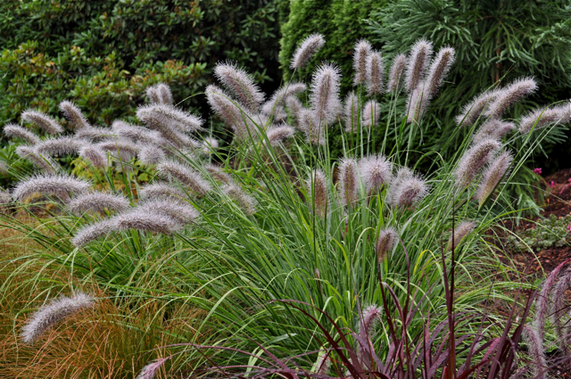 HARB-Pennisetum Moudry