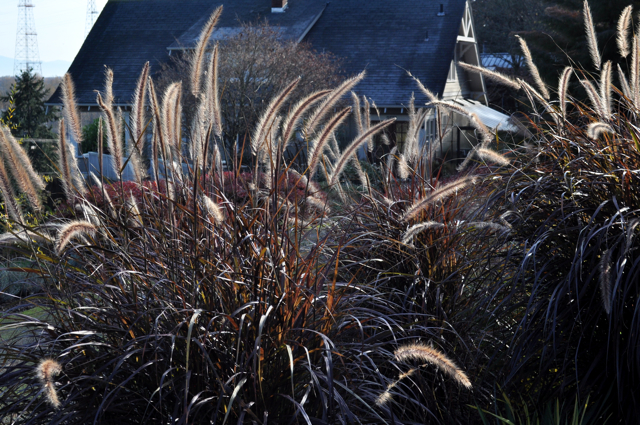 HARB-Pennisetum Rubrum