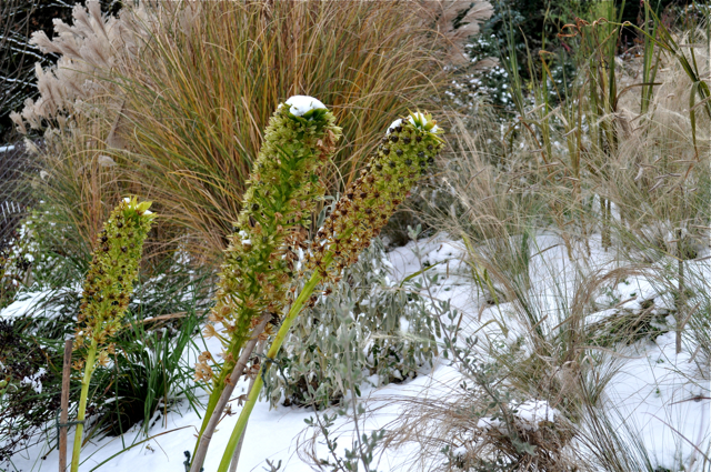 HARB-12:6 Eucomis pole-evansii