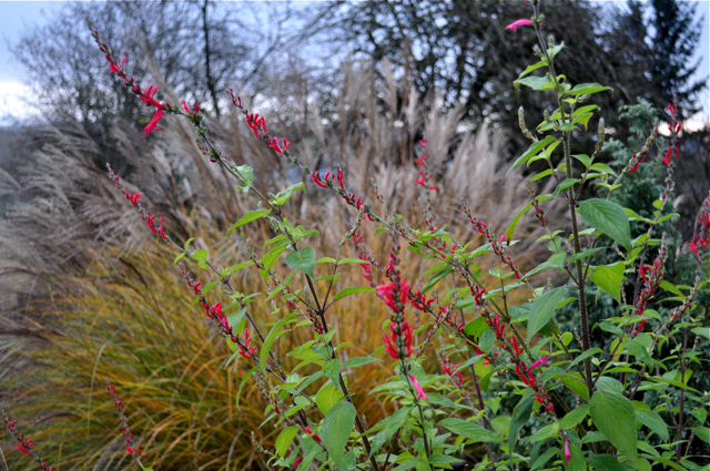 HARB-Salvia elegans (pineapple sage)