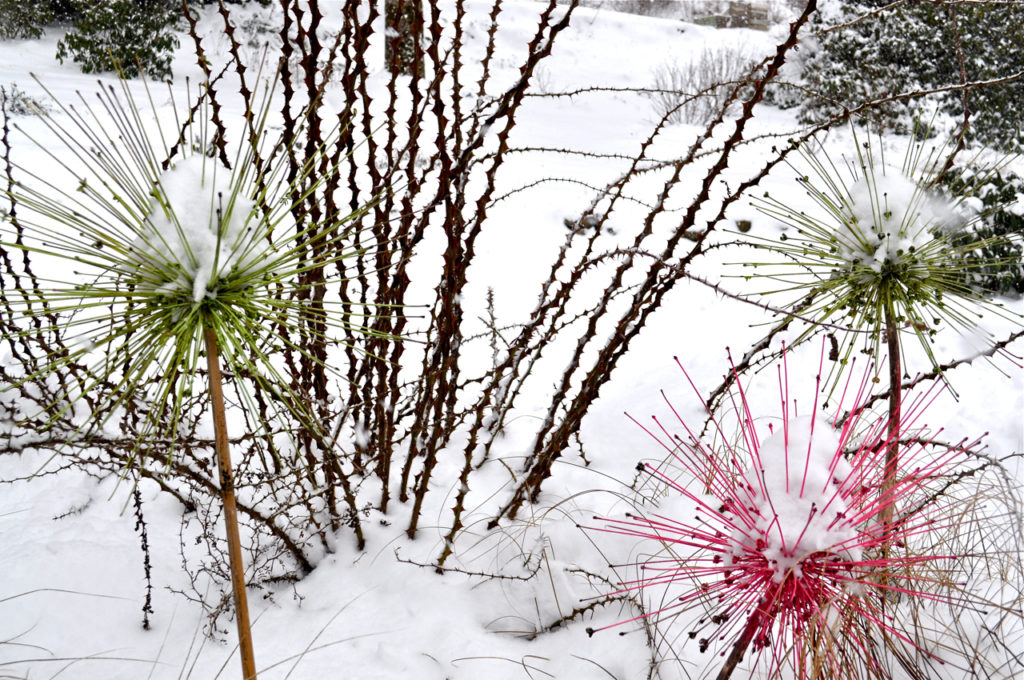 HARB-Alliums snowpocalypse