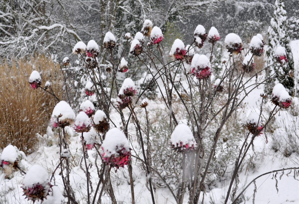 HARB-Artichoke snowcones2