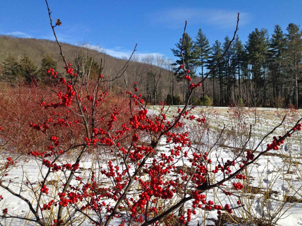 winterberries