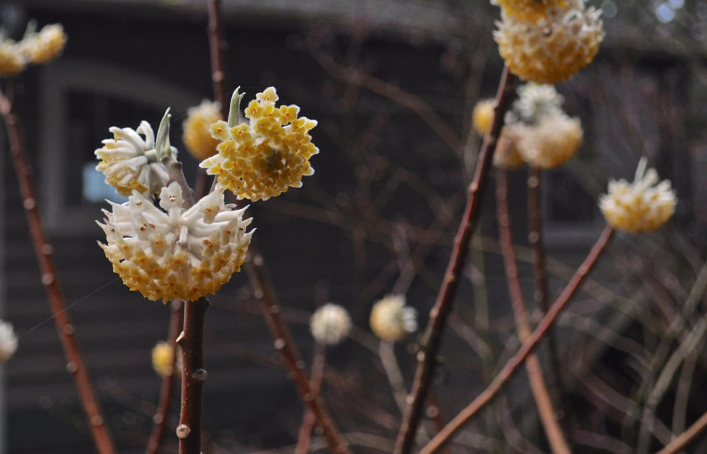 HGD- Edgeworthia