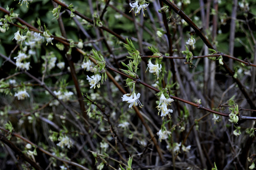 HGD-Lonicera standishii