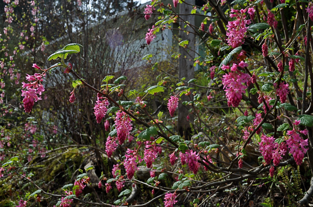 HGD-Ribes 'King Edward VII'