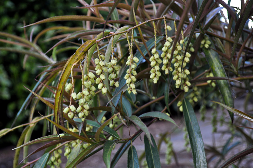 HGD-Stachyrus salicifolius