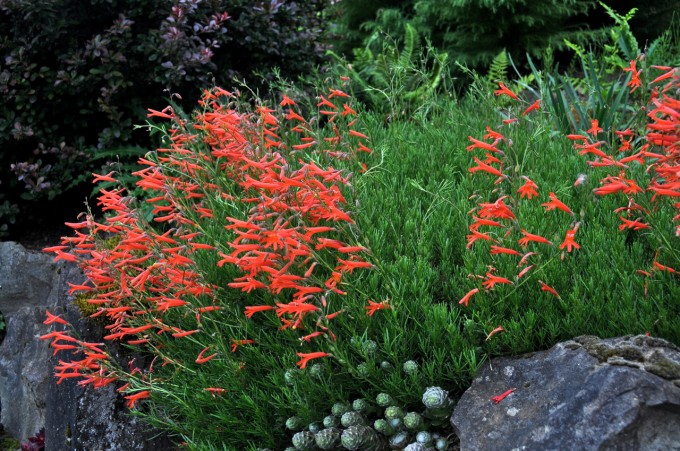 HGD-Penstemon pinifolius