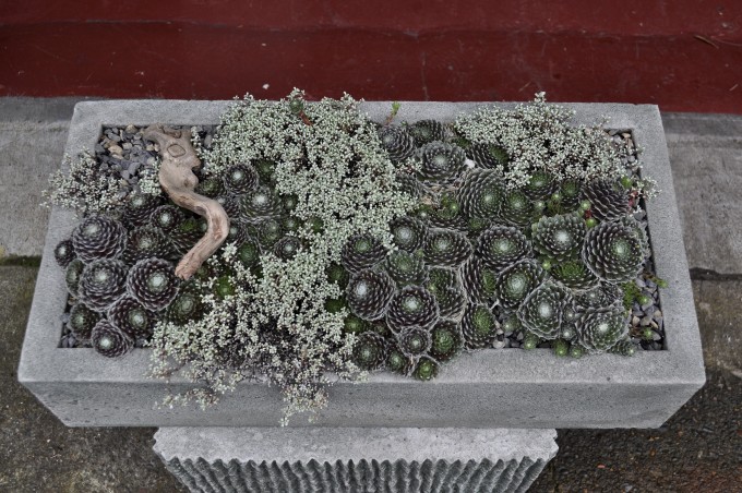 CE-Sempervivum trough