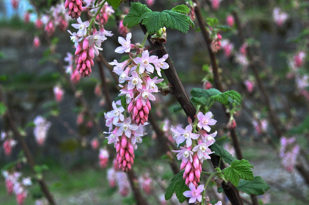 HGD - Ribes