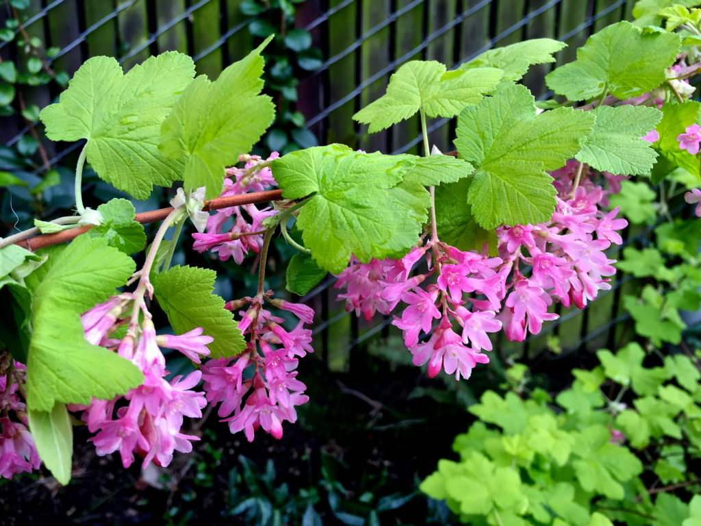 HGD-Ribes sanguineum 'Brocklebankii'