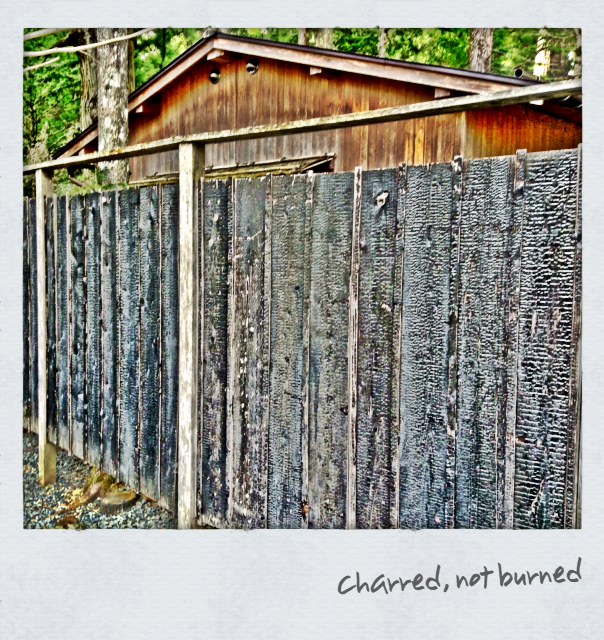 Charred Fence