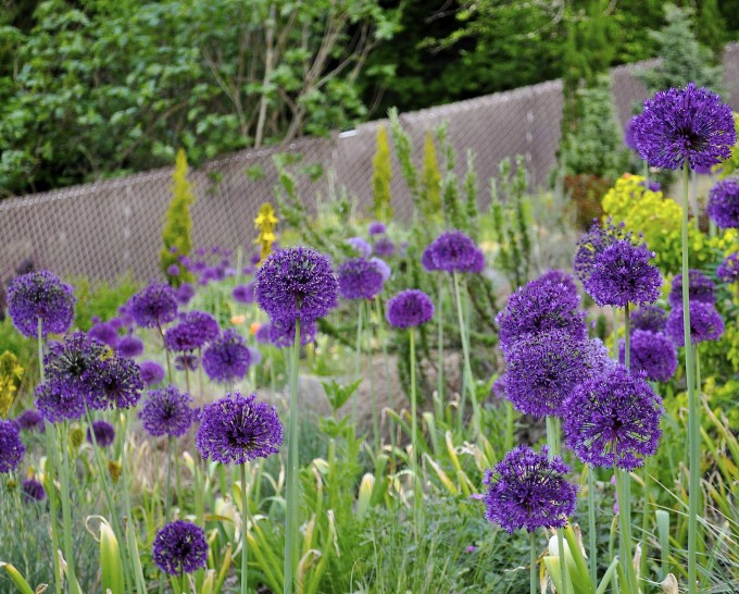 HGD-Allium Purple Sensation14