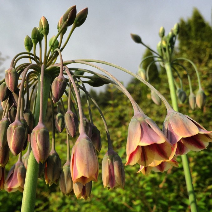 Nectoscordum siculum (syn: Allium bulgaricum)