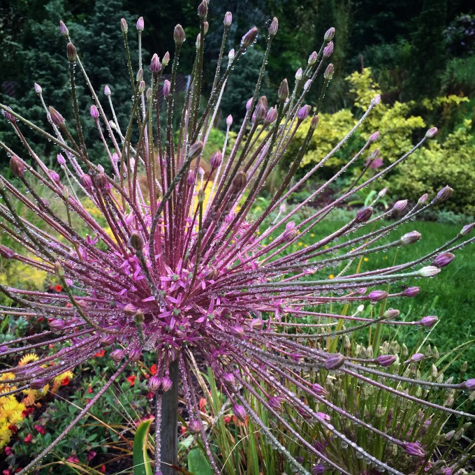 Allium schubertii