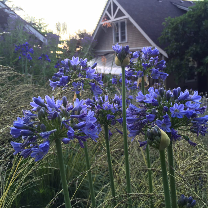 HGD-Agapanthus 'Joyful Blue'