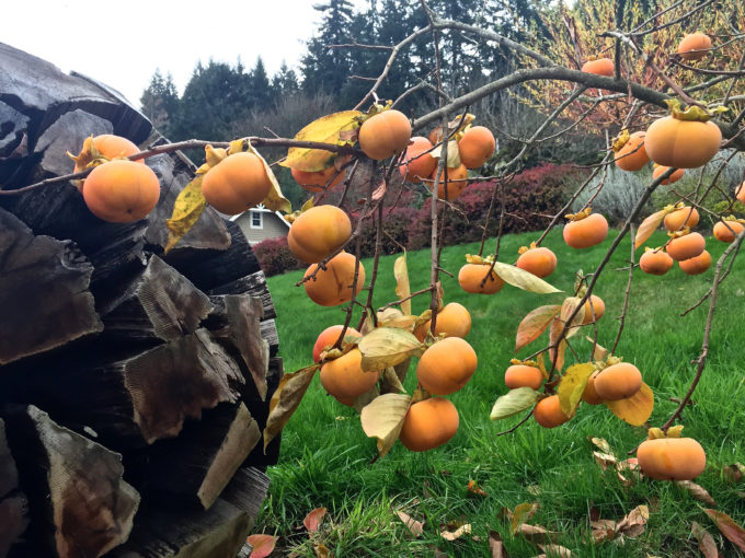 hgd-persimmons-wallpaper