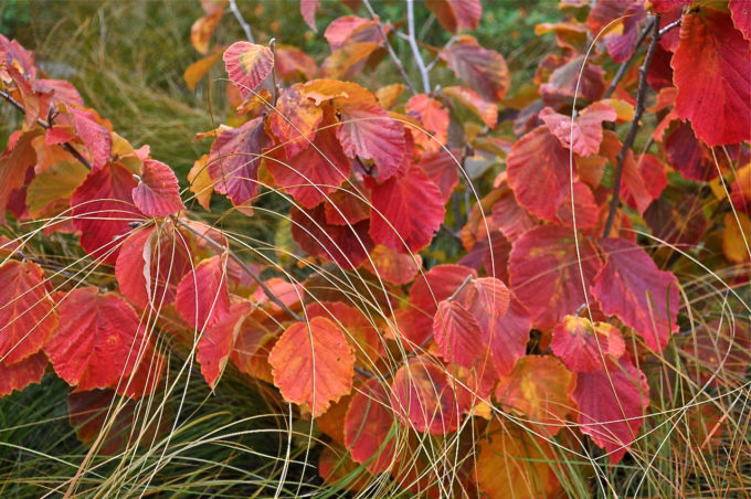 hgd-hpso-orange-hamamelis-diane